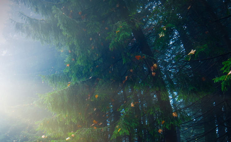 man, who welcome bright sunlight in a magic autumn forest